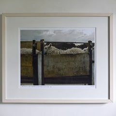 Waiting To Be Sheared, Stathanbeg, Sutherland, Scotland