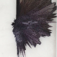Interpolation 2