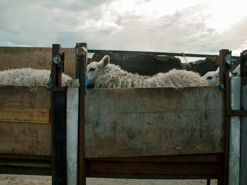 Waiting To Be Sheared, Stathanbeg, Sutherland, Scotland