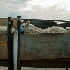Waiting To Be Sheared, Stathanbeg, Sutherland, Scotland