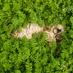 Dead Sheep, Island Nan Roan, Sutherland, Scotland